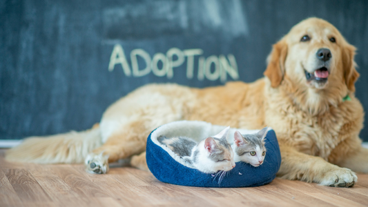 Pet Adoption: An Act That Transforms Lives